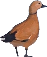 A ruddy shelduck, standing