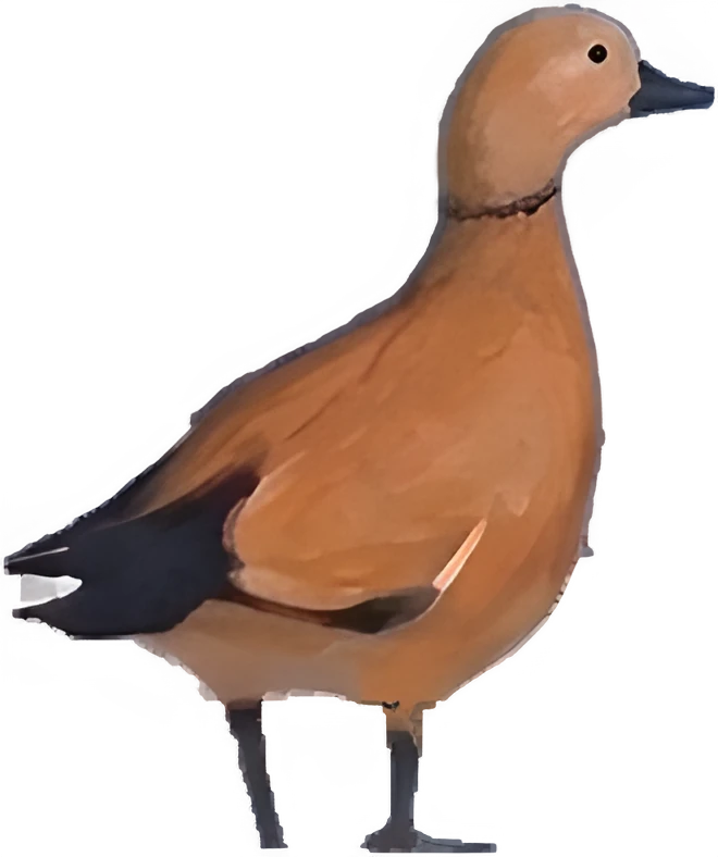 A ruddy shelduck, standing