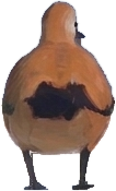 A ruddy shelduck, facing you