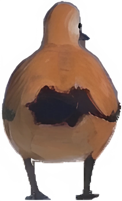 A ruddy shelduck, facing you